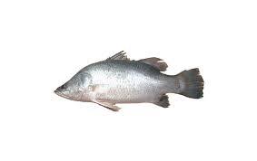 Bhetki (Dangri) – The Royal Fish of Indian Waters